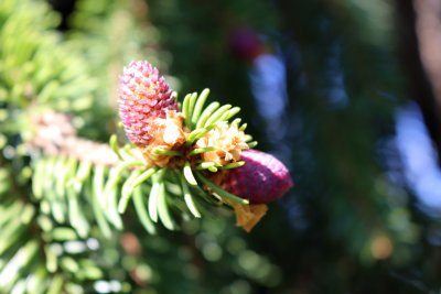 Picea abies 'Inversa' - smrk ztepilý, obecný - nové výhony